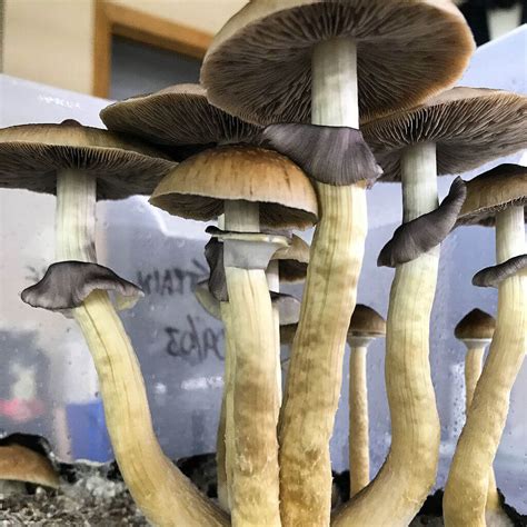 Magic mushroom spores legal
